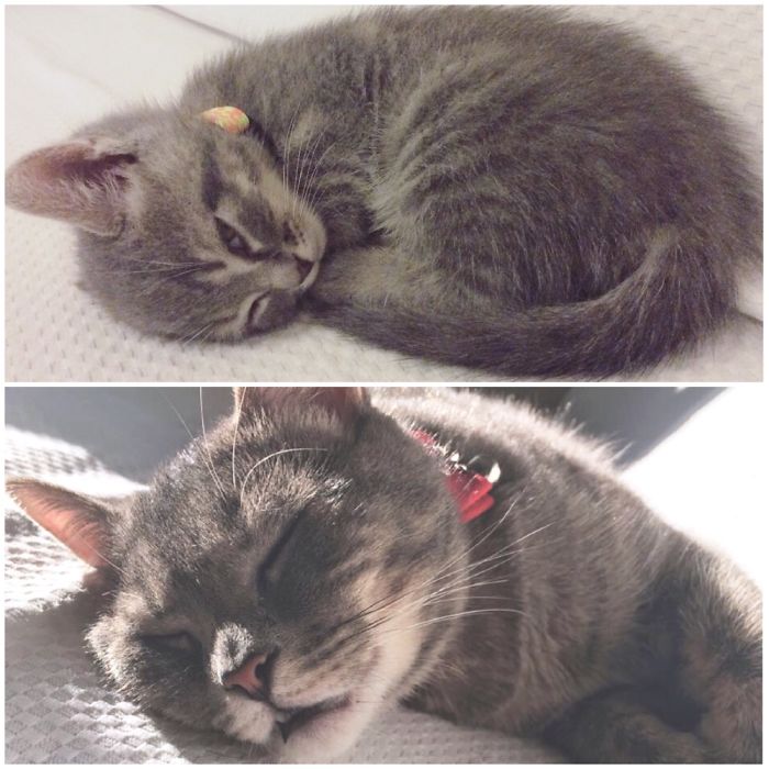 Share Then And Now Pictures Of Your Cat Growing Up