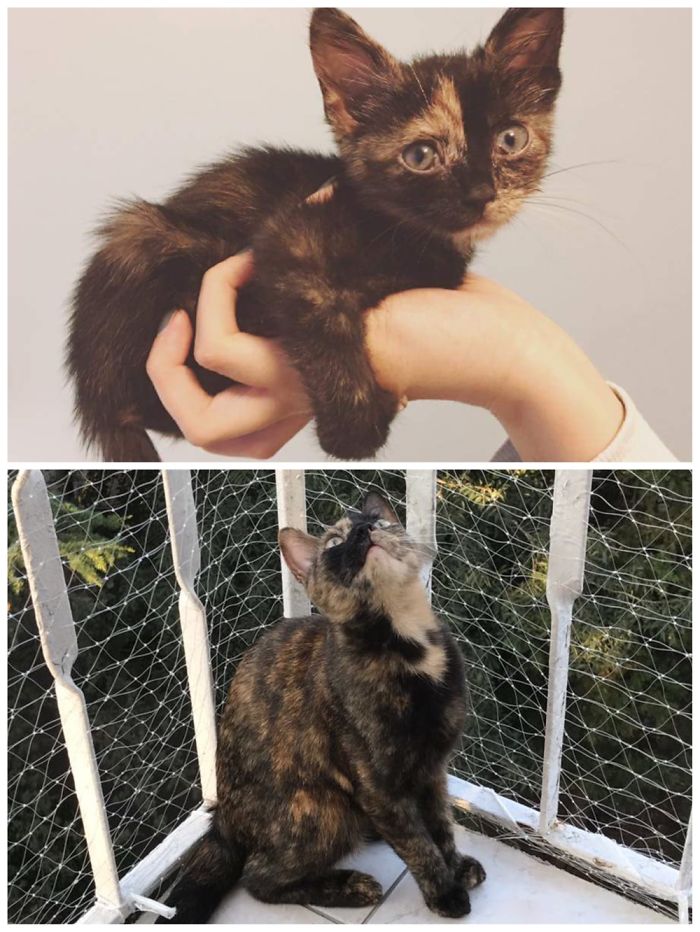 Share Then And Now Pictures Of Your Cat Growing Up