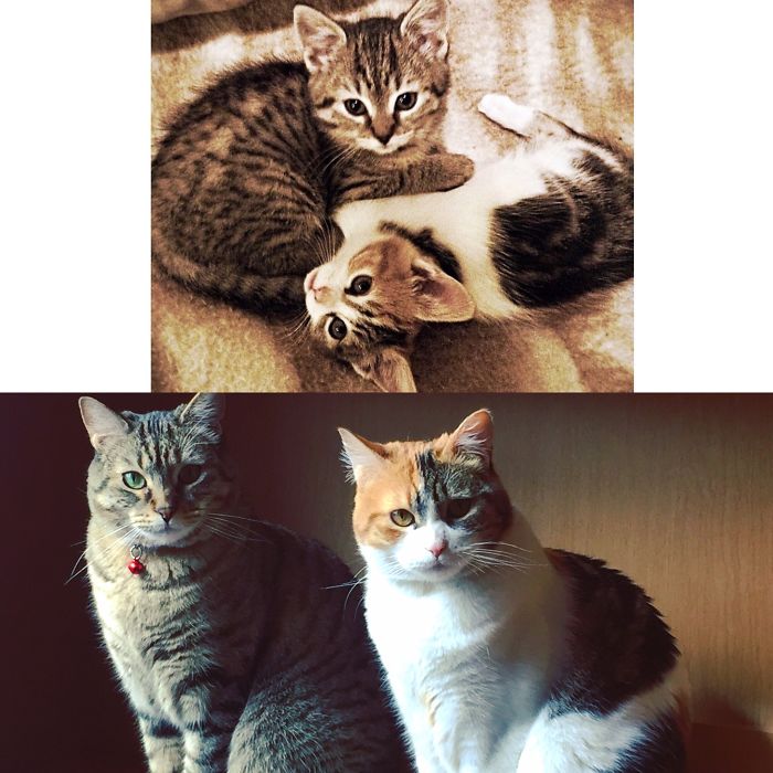 Share Then And Now Pictures Of Your Cat Growing Up