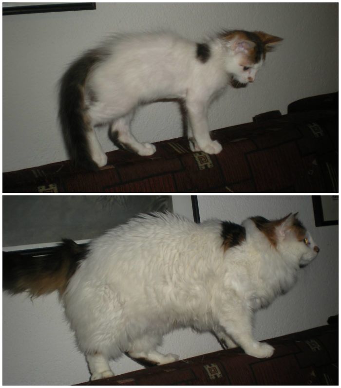 Share Then And Now Pictures Of Your Cat Growing Up