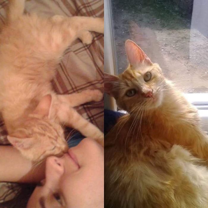 Share Then And Now Pictures Of Your Cat Growing Up