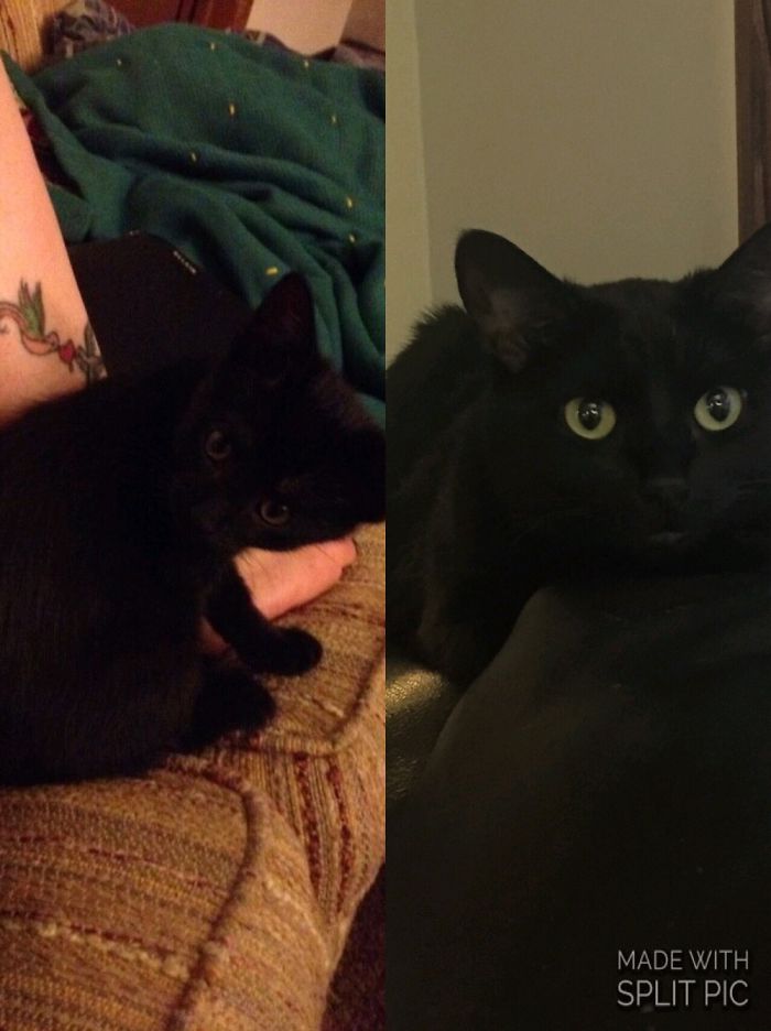 Share Then And Now Pictures Of Your Cat Growing Up