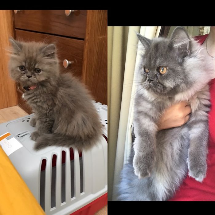 Share Then And Now Pictures Of Your Cat Growing Up