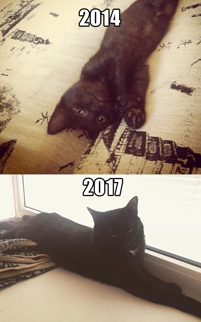 Share Then And Now Pictures Of Your Cat Growing Up