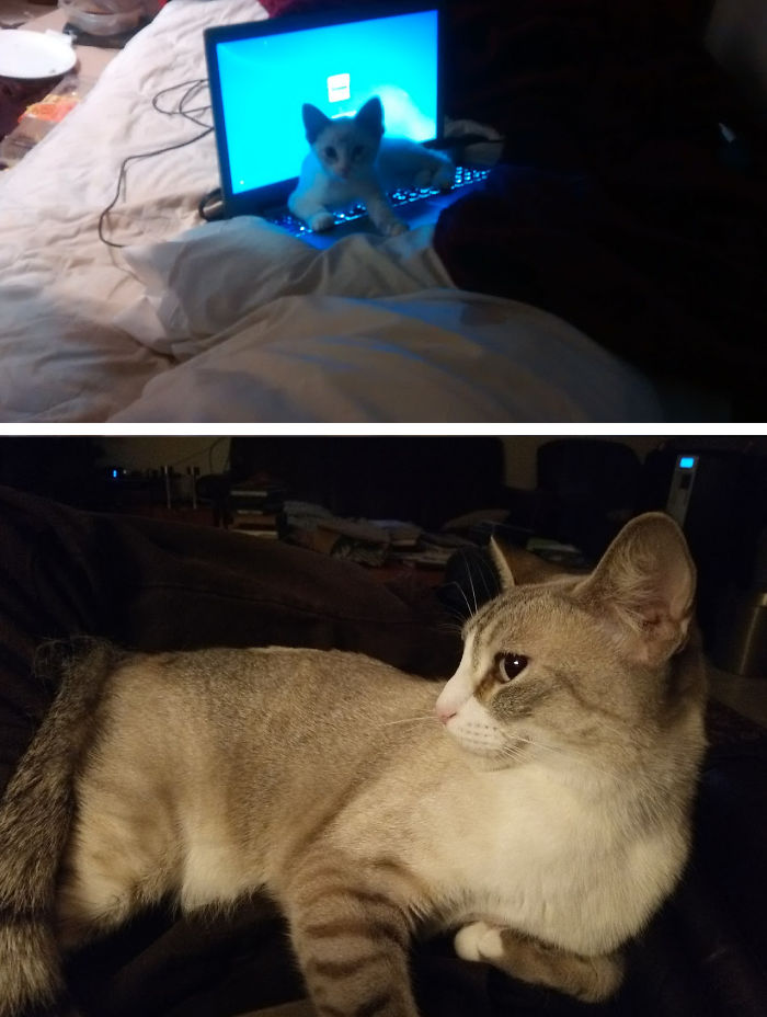Share Then And Now Pictures Of Your Cat Growing Up