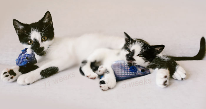 Share Then And Now Pictures Of Your Cat Growing Up