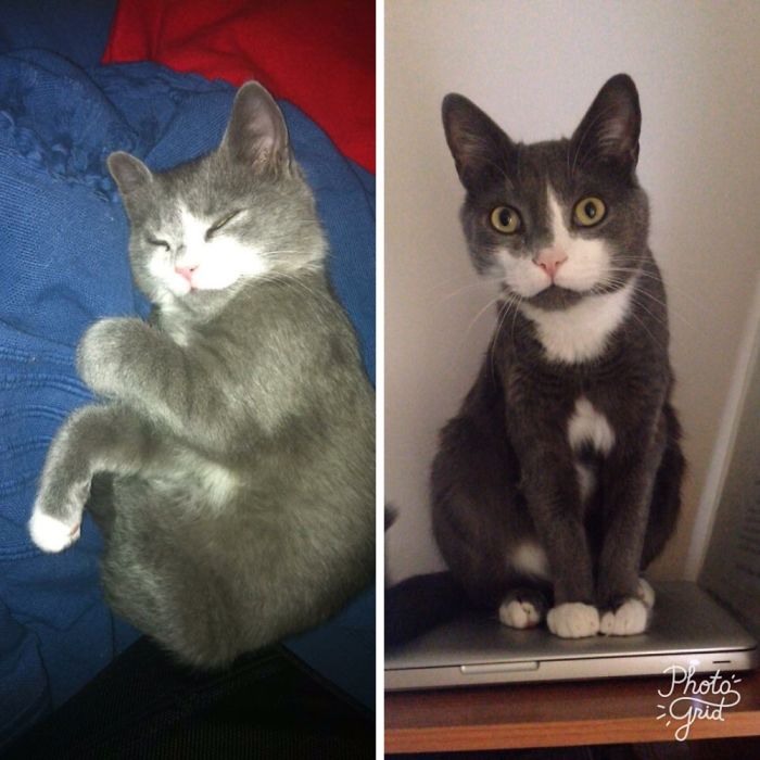 Share Then And Now Pictures Of Your Cat Growing Up