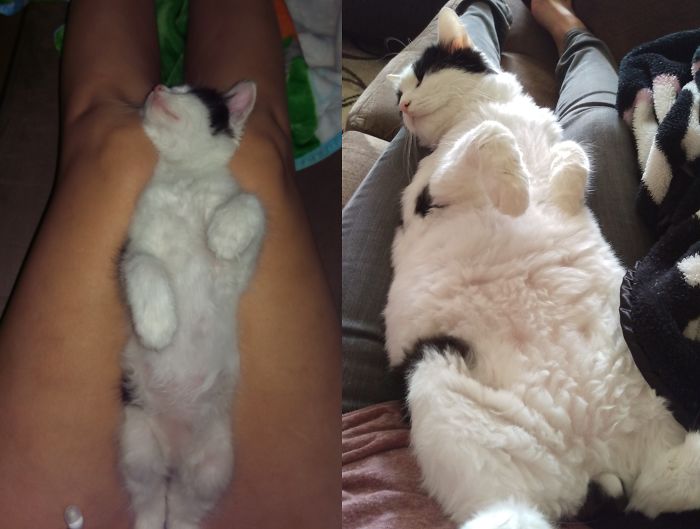 Share Then And Now Pictures Of Your Cat Growing Up