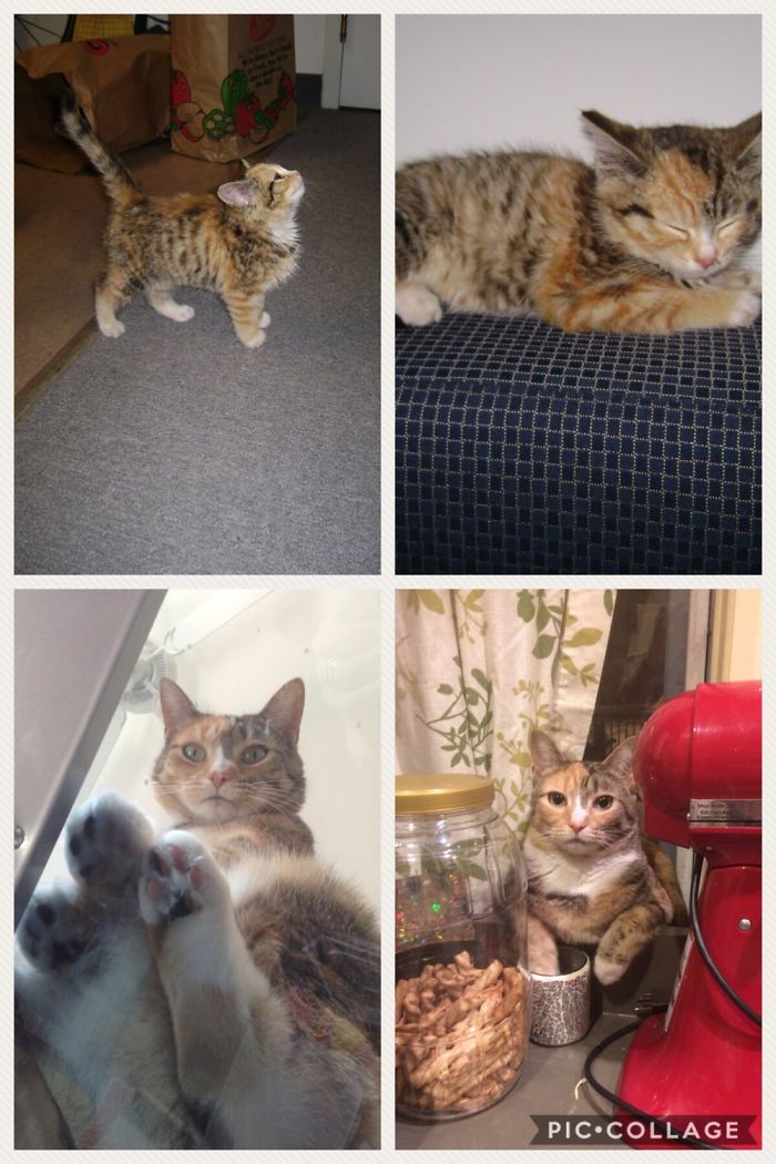 Share Then And Now Pictures Of Your Cat Growing Up