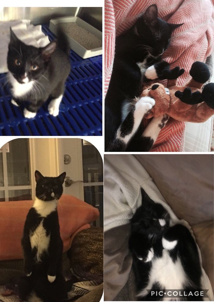 Share Then And Now Pictures Of Your Cat Growing Up