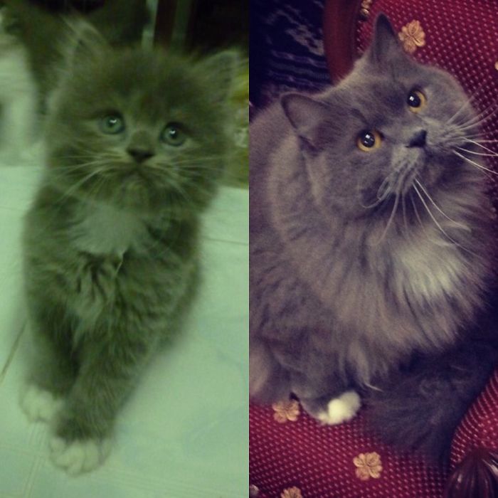 Share Then And Now Pictures Of Your Cat Growing Up