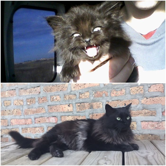 Share Then And Now Pictures Of Your Cat Growing Up