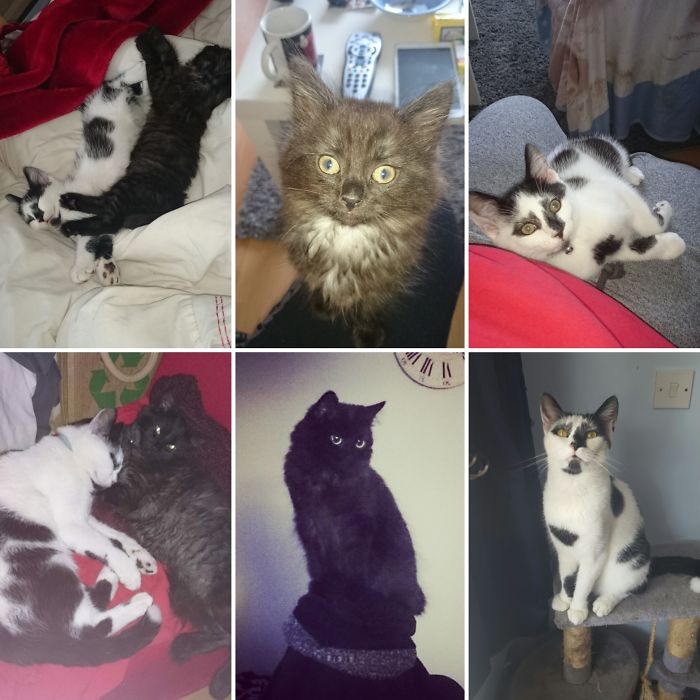 Share Then And Now Pictures Of Your Cat Growing Up