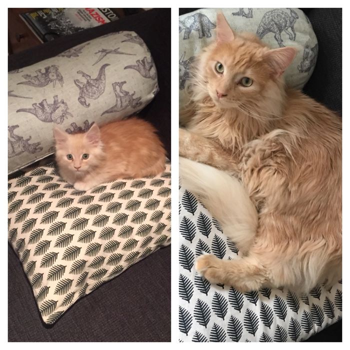 Share Then And Now Pictures Of Your Cat Growing Up