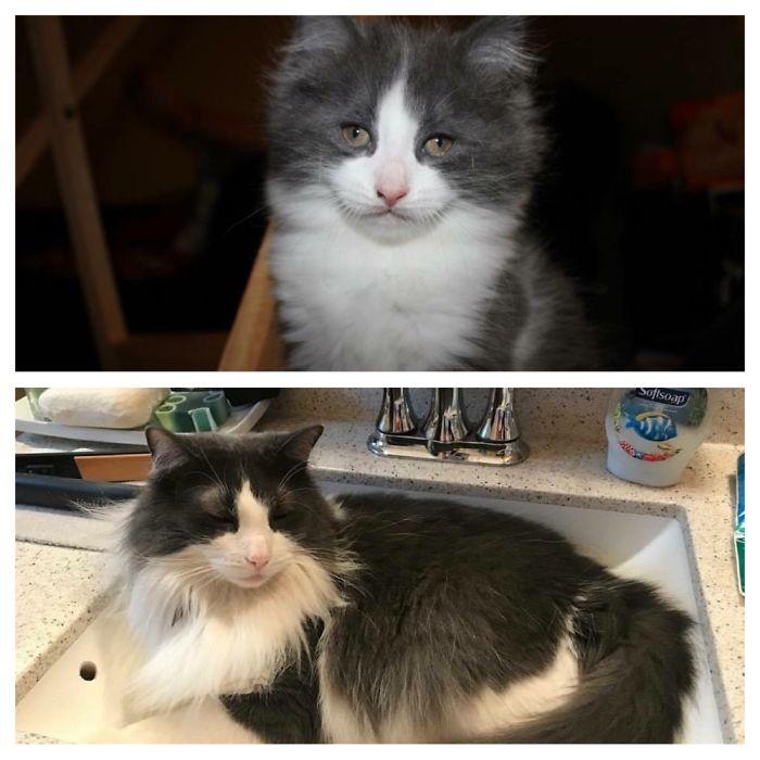 Share Then And Now Pictures Of Your Cat Growing Up