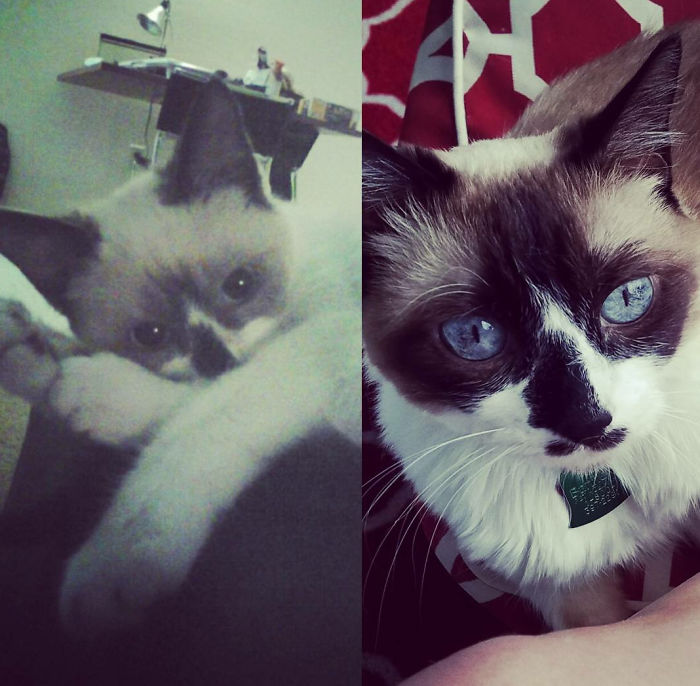 Share Then And Now Pictures Of Your Cat Growing Up