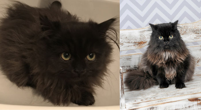 Share Then And Now Pictures Of Your Cat Growing Up