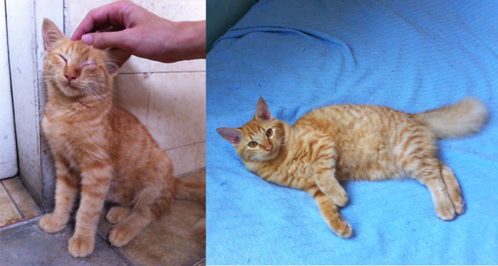 Share Then And Now Pictures Of Your Cat Growing Up