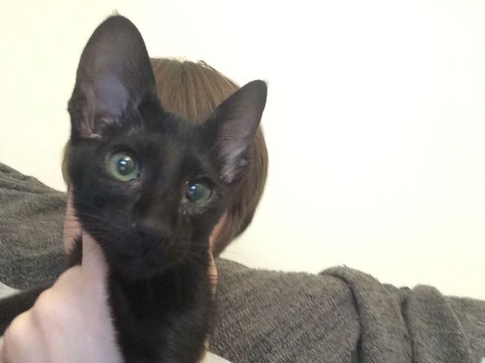 Share Then And Now Pictures Of Your Cat Growing Up