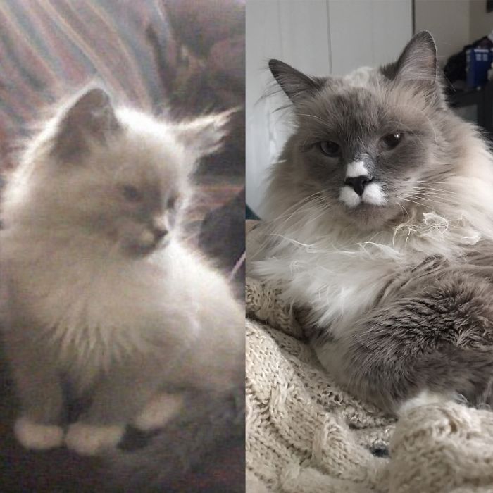 Share Then And Now Pictures Of Your Cat Growing Up