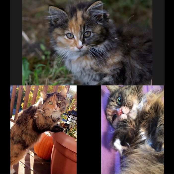 Share Then And Now Pictures Of Your Cat Growing Up
