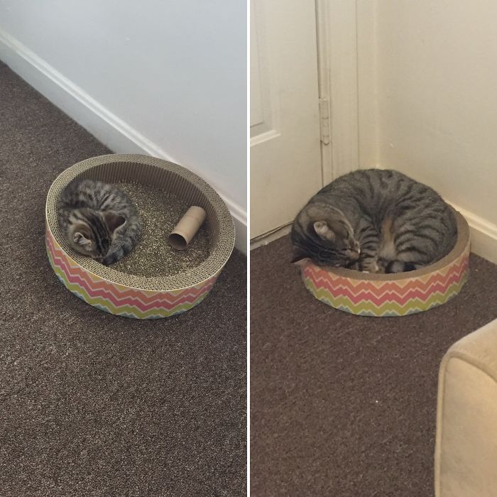 Share Then And Now Pictures Of Your Cat Growing Up