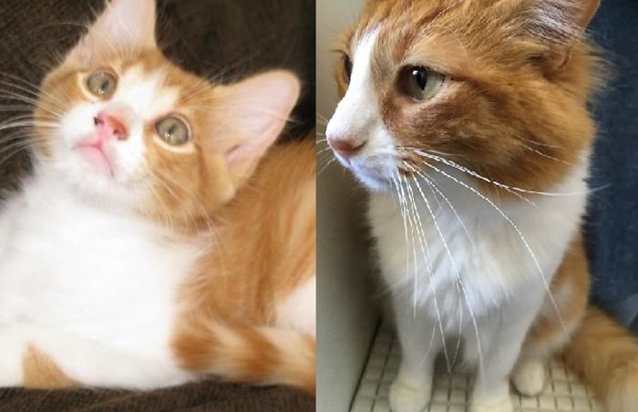Share Then And Now Pictures Of Your Cat Growing Up