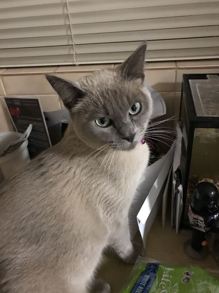 Share Then And Now Pictures Of Your Cat Growing Up