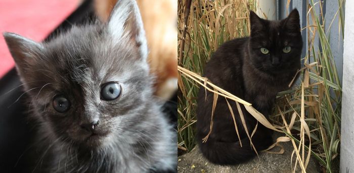 Share Then And Now Pictures Of Your Cat Growing Up
