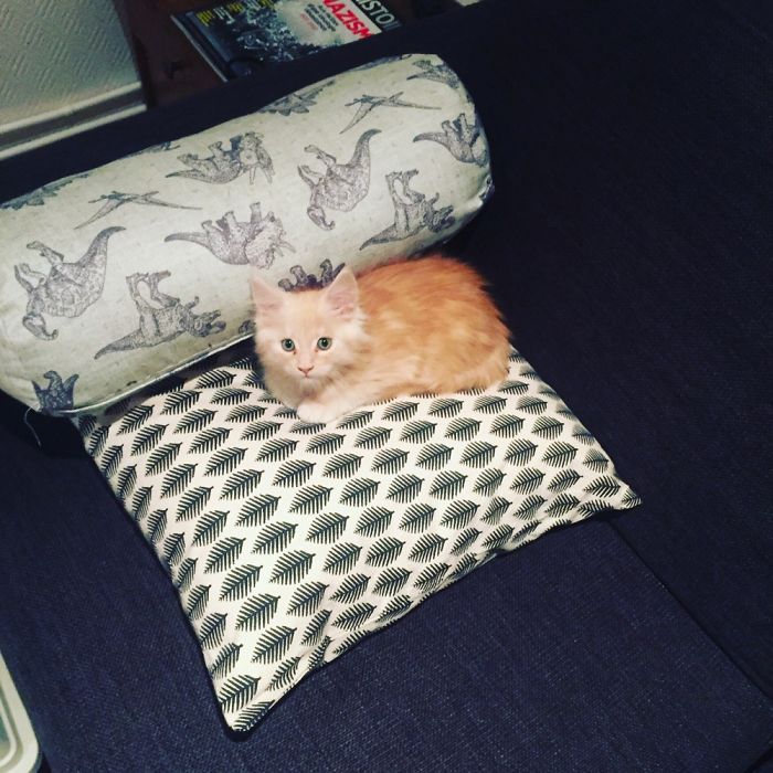 Share Then And Now Pictures Of Your Cat Growing Up