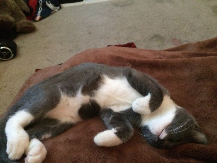 Share Then And Now Pictures Of Your Cat Growing Up