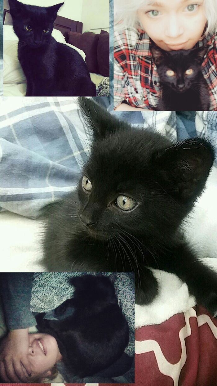 Share Then And Now Pictures Of Your Cat Growing Up