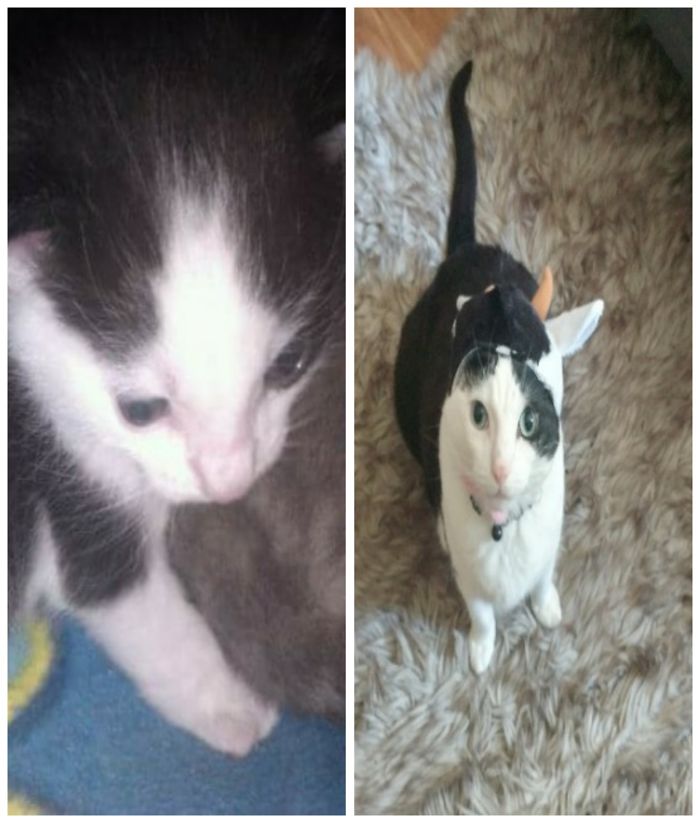 Share Then And Now Pictures Of Your Cat Growing Up