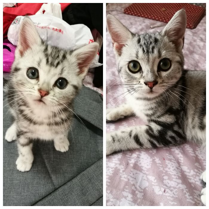 Share Then And Now Pictures Of Your Cat Growing Up
