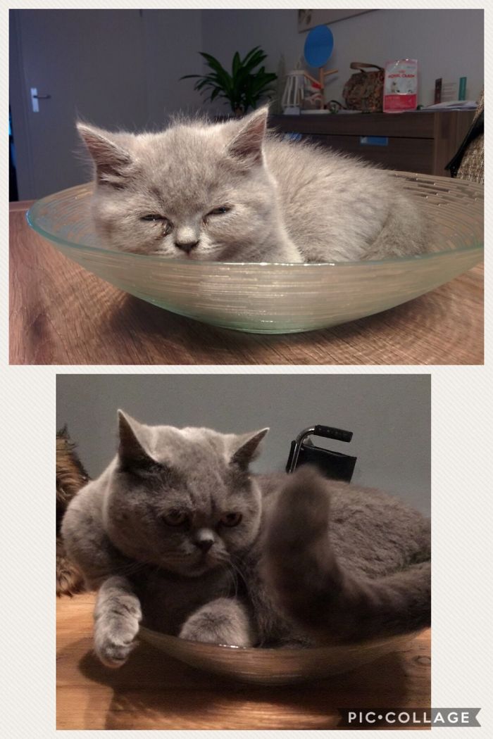 Share Then And Now Pictures Of Your Cat Growing Up