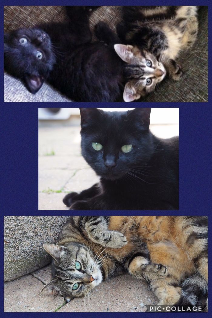 Share Then And Now Pictures Of Your Cat Growing Up