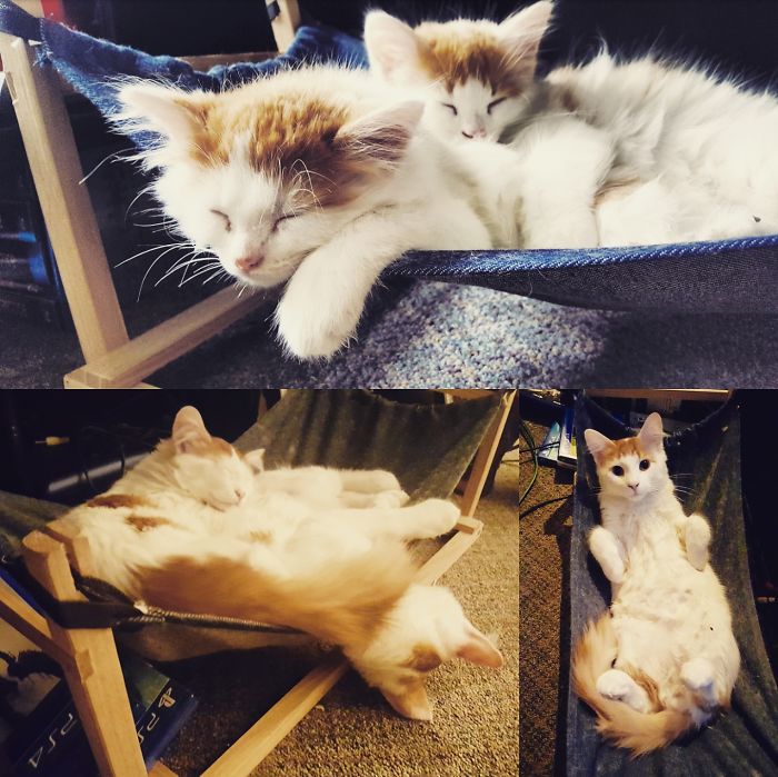 Share Then And Now Pictures Of Your Cat Growing Up