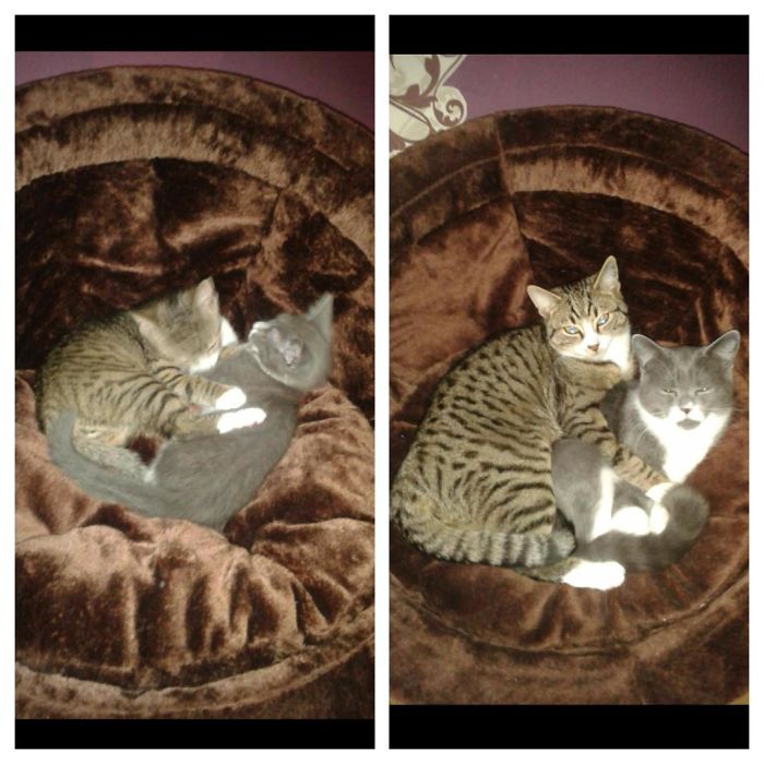 Share Then And Now Pictures Of Your Cat Growing Up