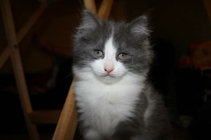 Share Then And Now Pictures Of Your Cat Growing Up