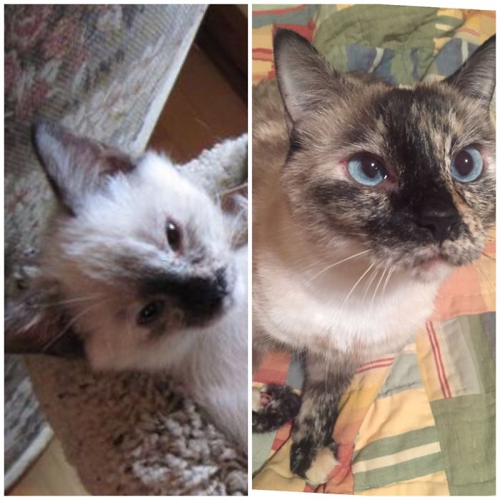 Share Then And Now Pictures Of Your Cat Growing Up