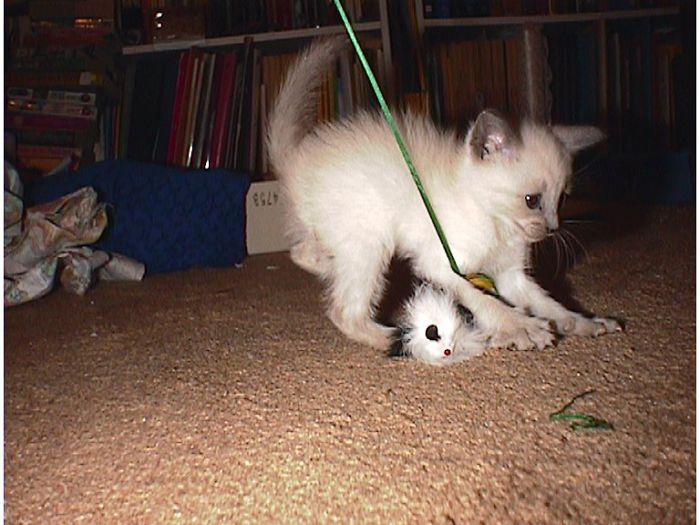 Share Then And Now Pictures Of Your Cat Growing Up