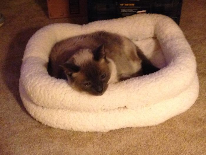 Share Then And Now Pictures Of Your Cat Growing Up