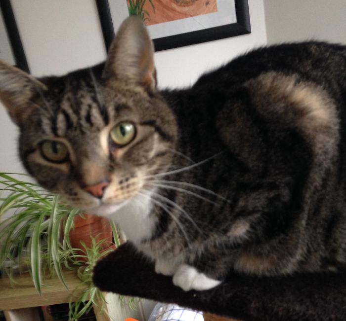 Share Then And Now Pictures Of Your Cat Growing Up