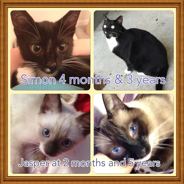 Share Then And Now Pictures Of Your Cat Growing Up