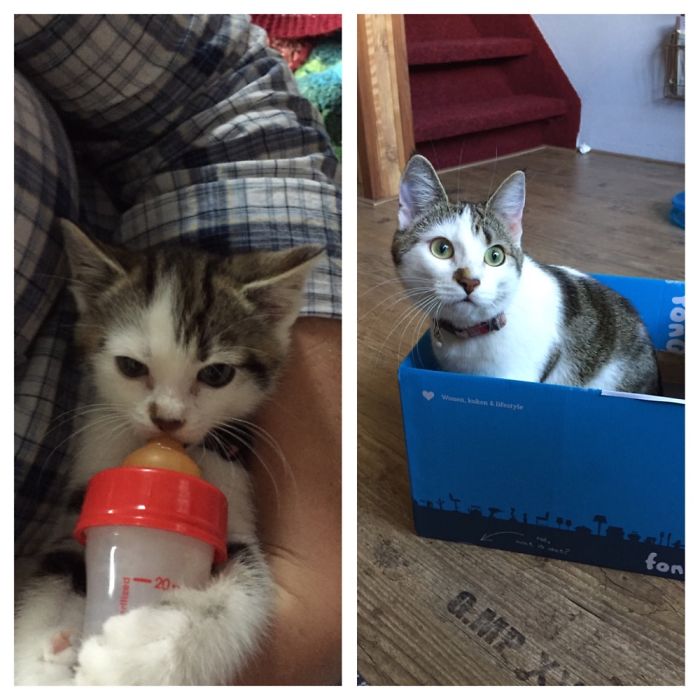 Share Then And Now Pictures Of Your Cat Growing Up