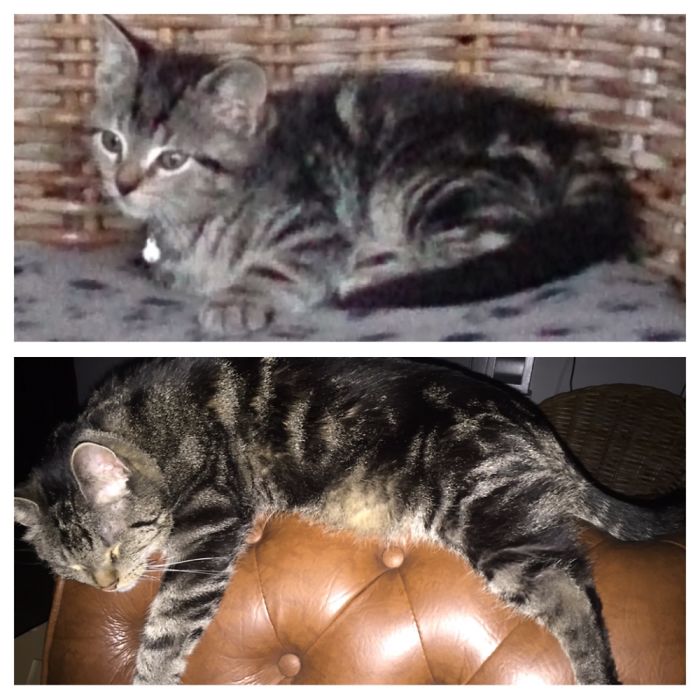 Share Then And Now Pictures Of Your Cat Growing Up