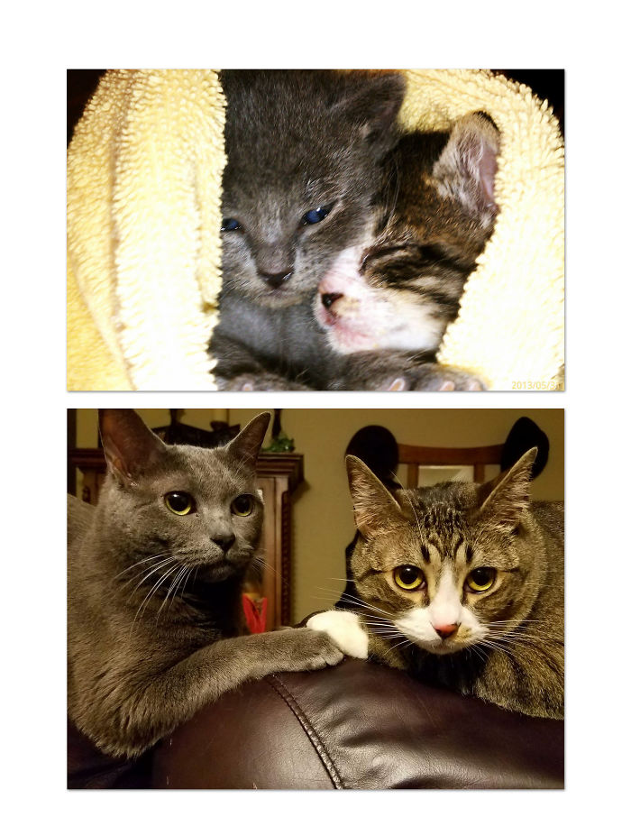 Share Then And Now Pictures Of Your Cat Growing Up