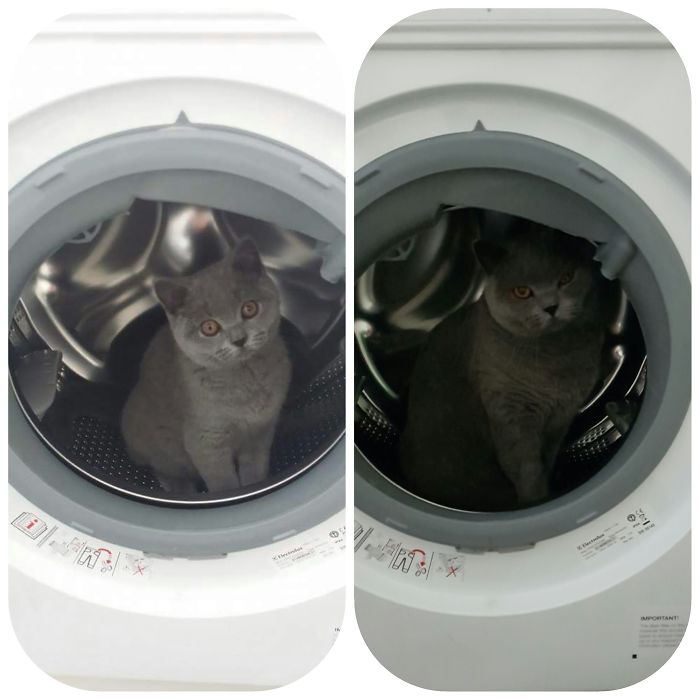 Share Then And Now Pictures Of Your Cat Growing Up