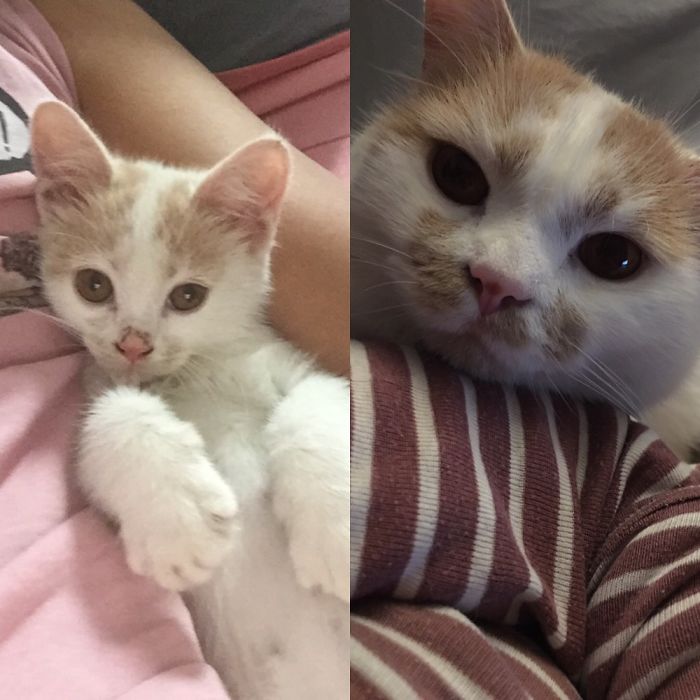 Share Then And Now Pictures Of Your Cat Growing Up