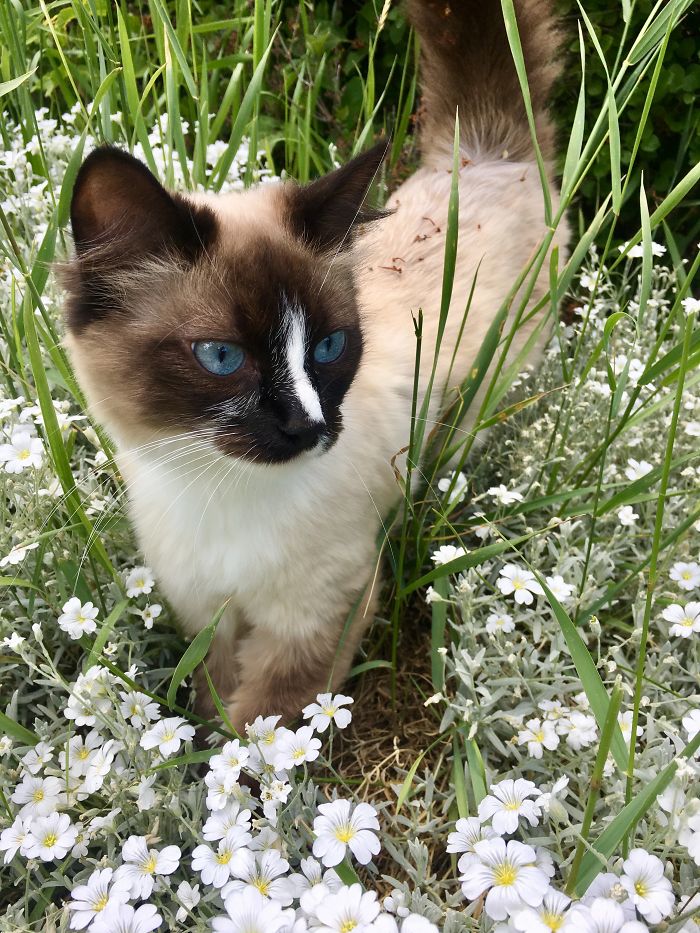 Share Then And Now Pictures Of Your Cat Growing Up